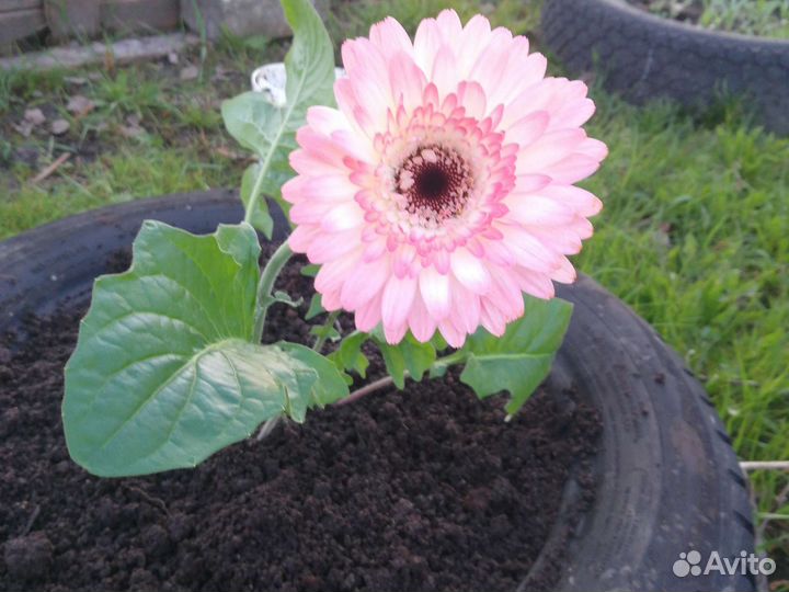 Молодой куст гербер