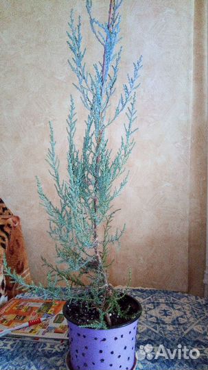 Можжевельник (редкий вид)