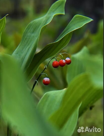 Сныть пестролистная. Ландыши. Многолетники