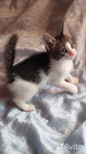 Озорной котенок егоза в добрые руки