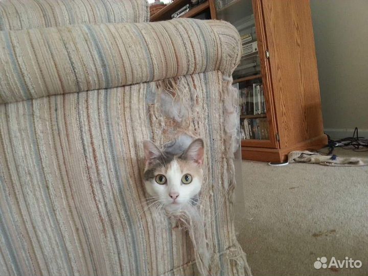 Домик для кошки, Когтеточка, Игровой комплекс