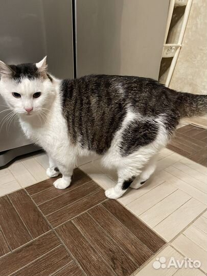 Коты ищут новый дом