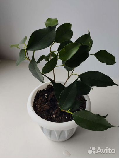 Сингониум, фикус