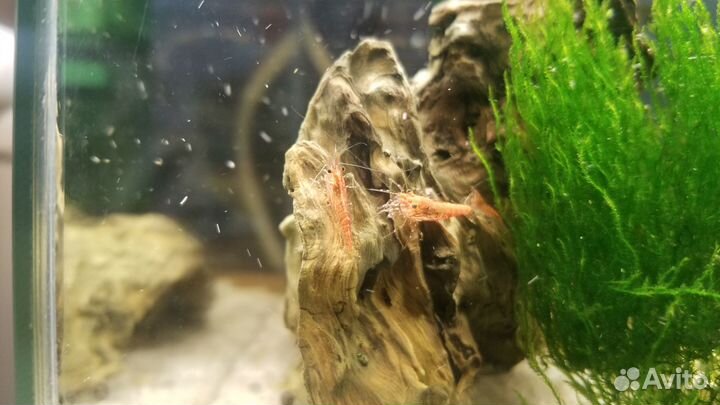 Мох, аквариумные растения, креветки, гуппи