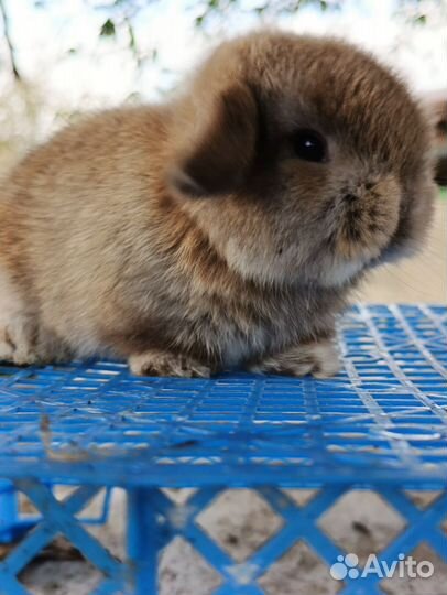 Miniature lop