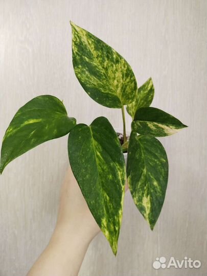 Сциндапсус Эпипремнум