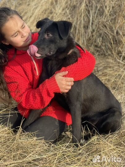Собаки бесплатно