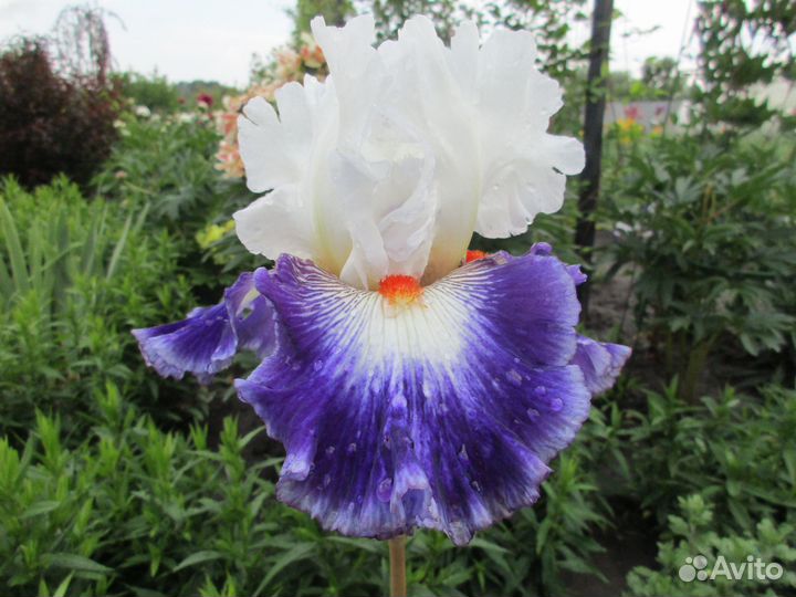 Ирис высокий бородатый. В коллекции 130 сортов. На