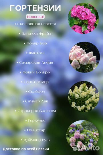 Гортензия саженцы