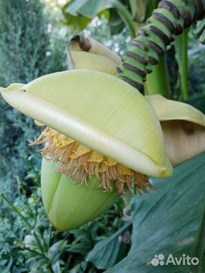 Банановая пальма гигантская