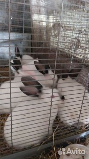 Калифорнийские кролики