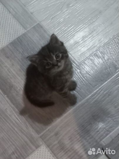 Вислоухий кот