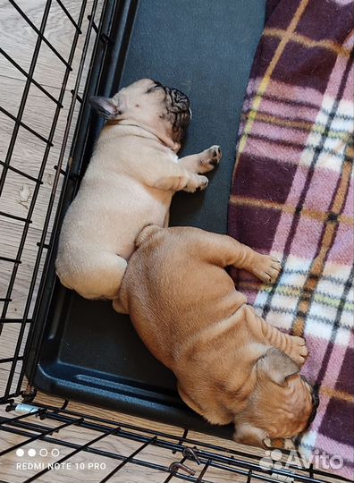 Собаки щенки