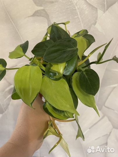 Филодендрон бразил