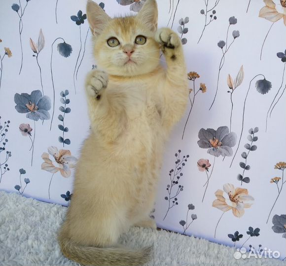 Британская шиншилла