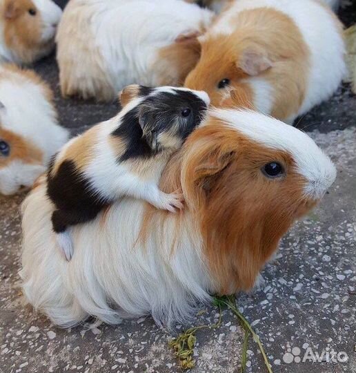 Моркие свинки