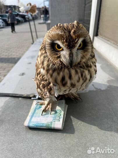 Сова для фотосессий