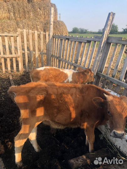 Телята Телки