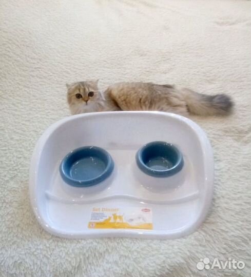 Миски для кошечки