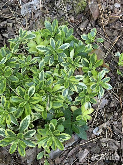 Многолетние растения, цветы, кустарники для сада