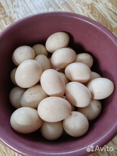 Яйцо индоутки