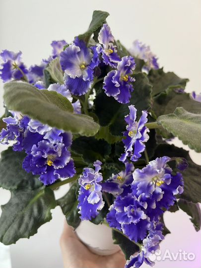 Фиалки цветущие или готовые к цветению