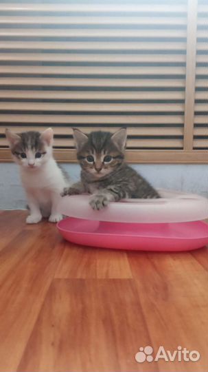 Котики мальчики