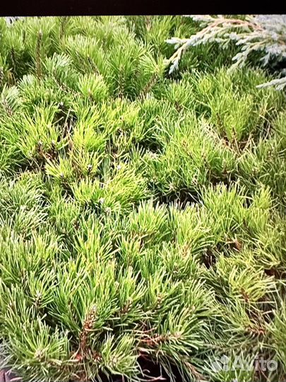 Сосна горная пумилио