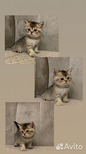 Шотландские котята