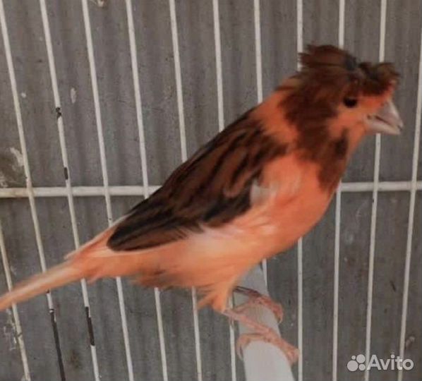 Продажа кенара и канареек