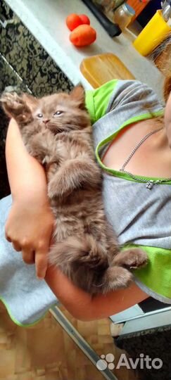 Британская кошка