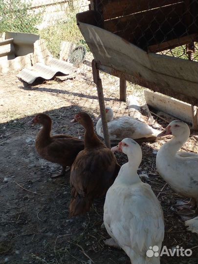 Мускусная утка