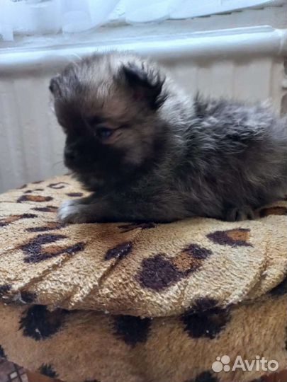 Померанский шпиц