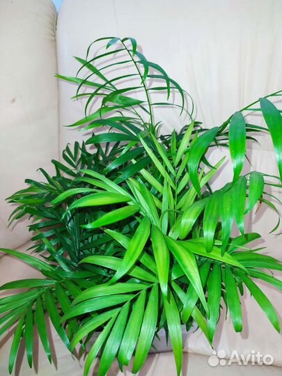 Много цветов Толстянка Хамедорея Гардения Гастерия