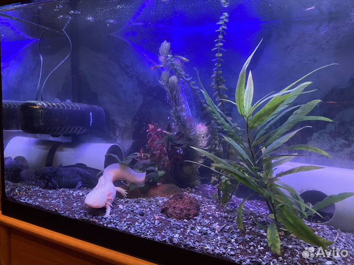 Обслуживание аквариумов