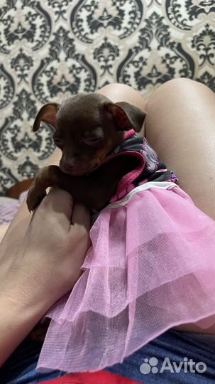 Мини той-терьер