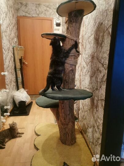 Когтеточка бесплатно