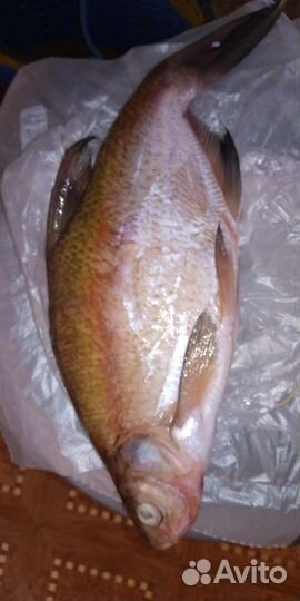 Лещ озерный