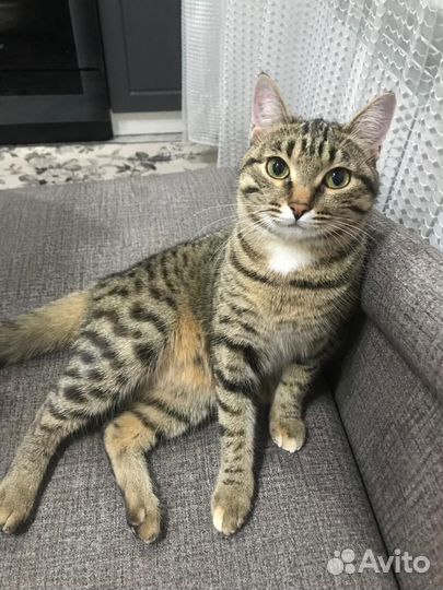 Кошка вязка