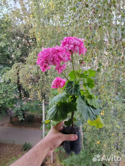 Комнатные растения, цветы 5
