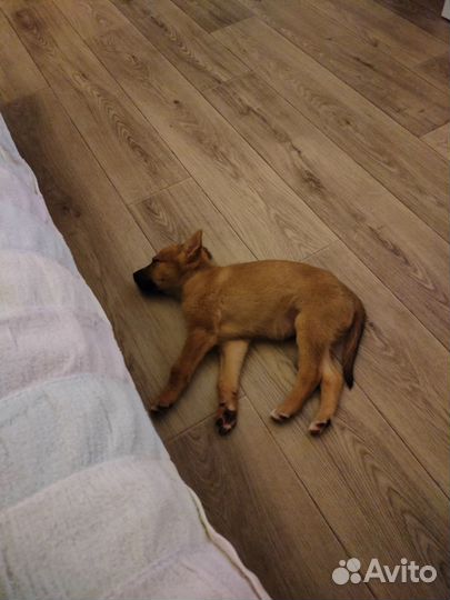 Собака в добрые руки девочка