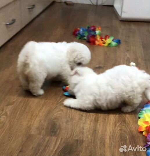 Бишон фризе щенки с документами