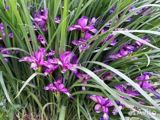 Цветы для сада: Анемона Японская и др.цветы