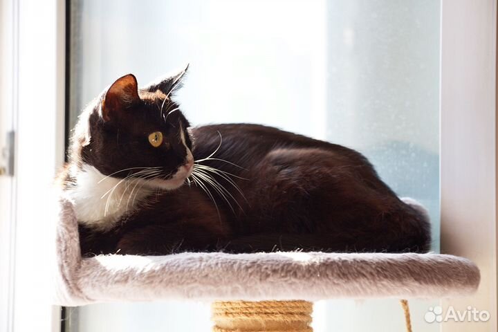 Молоденькая кошечка Ксюша ищет любящие ручки