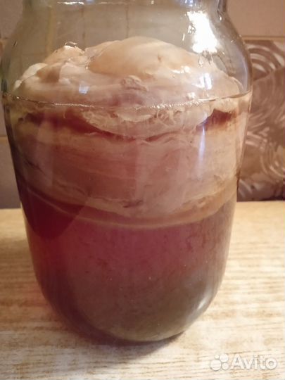 Чайный гриб