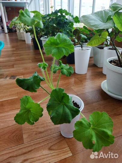 Пеларгония мерлезон 2