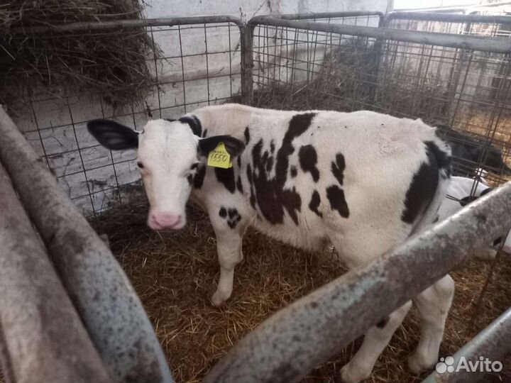 Телята бычки