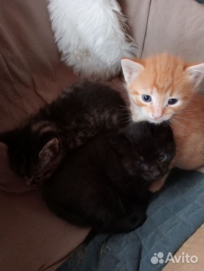 Котята в добрые руки