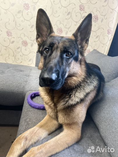 Ищем девочку для случки