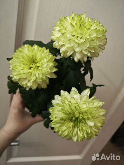 Хризантемы цветущие в горшках